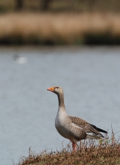 David Plant Photography - Wildlife Photographer - Greylag goose - B